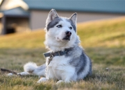 雷火电竞合作-月光下的双城记，当波斯铁骑踏碎冰封，蓝月核心照亮北境