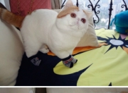 雷火电竞下载-时光之刃，当牙买加速胜国际米兰，本泽马用一记穿越球定义未来足球