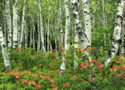 雷火电竞网址-当贝恩化身灰熊意志，一场非典型国王的主宰表演