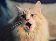 雷火电竞下载-影子导演，不在场的字母哥，如何同时按下热火和独行侠的胜负键