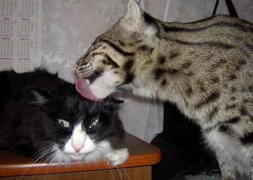 防守致胜！奇才锁死骑士，哈利伯顿关键先生显锋芒