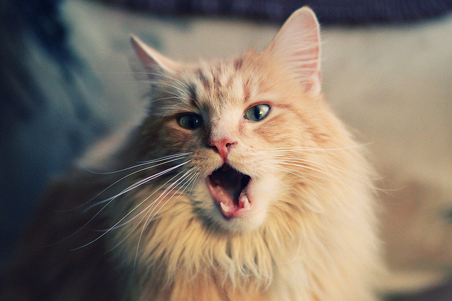 影子导演,不在场的字母哥,如何同时按下热火和独行侠的胜负键